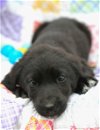 adoptable Dog in warwick, ri, RI named Jelly Bean Easter