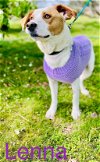 adoptable Dog in warwick, ri, RI named Lenna