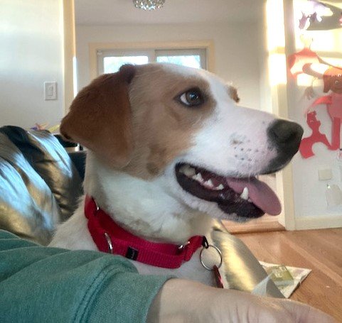 adoptable Dog in Warwick, RI named Lenna *LOCAL*