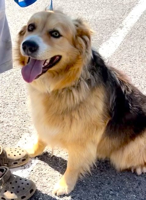 adoptable Dog in Warwick, RI named Bella Bonita