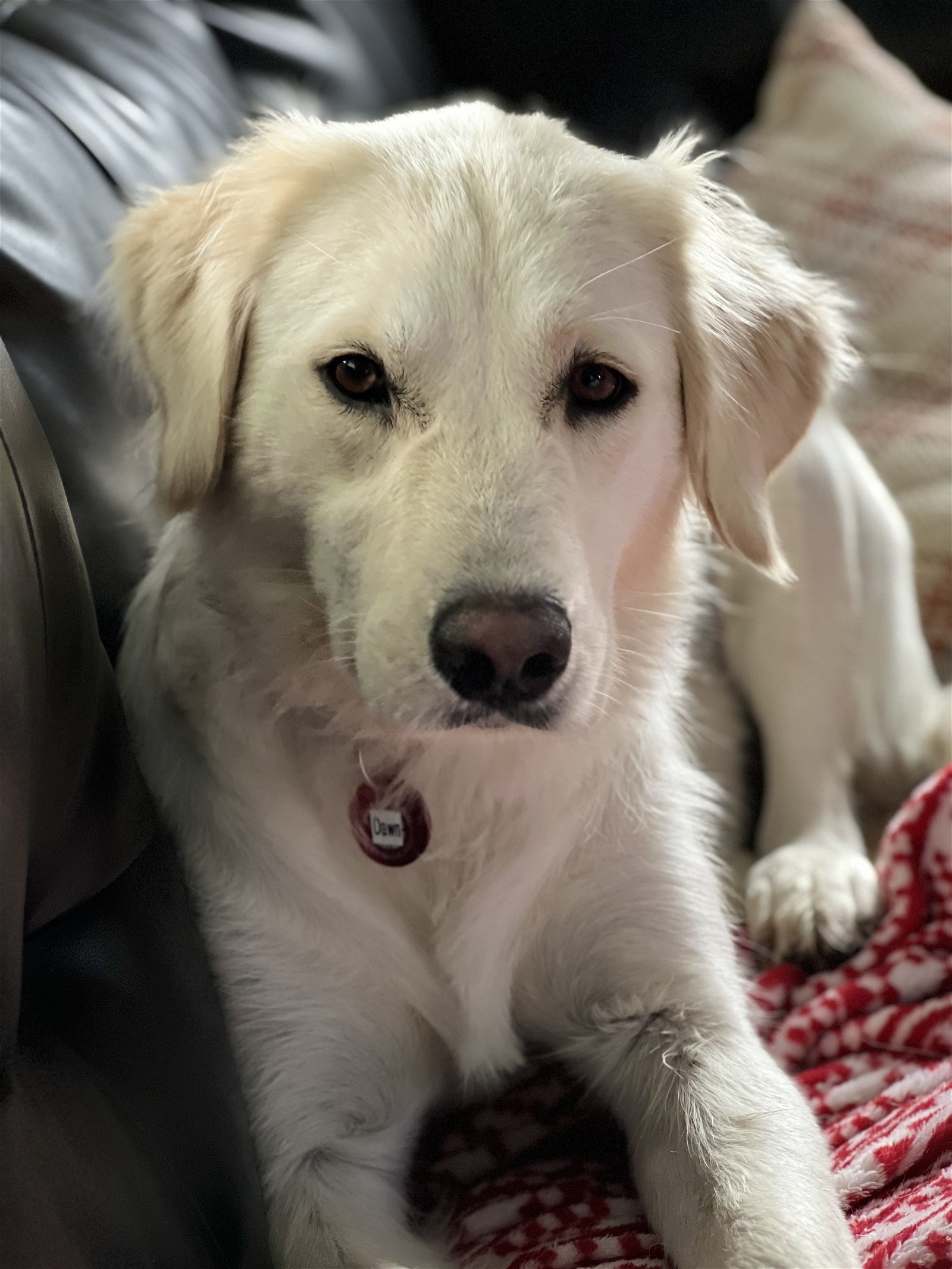 adoptable Dog in Warwick, RI named Dawn Easter *LOCAL*
