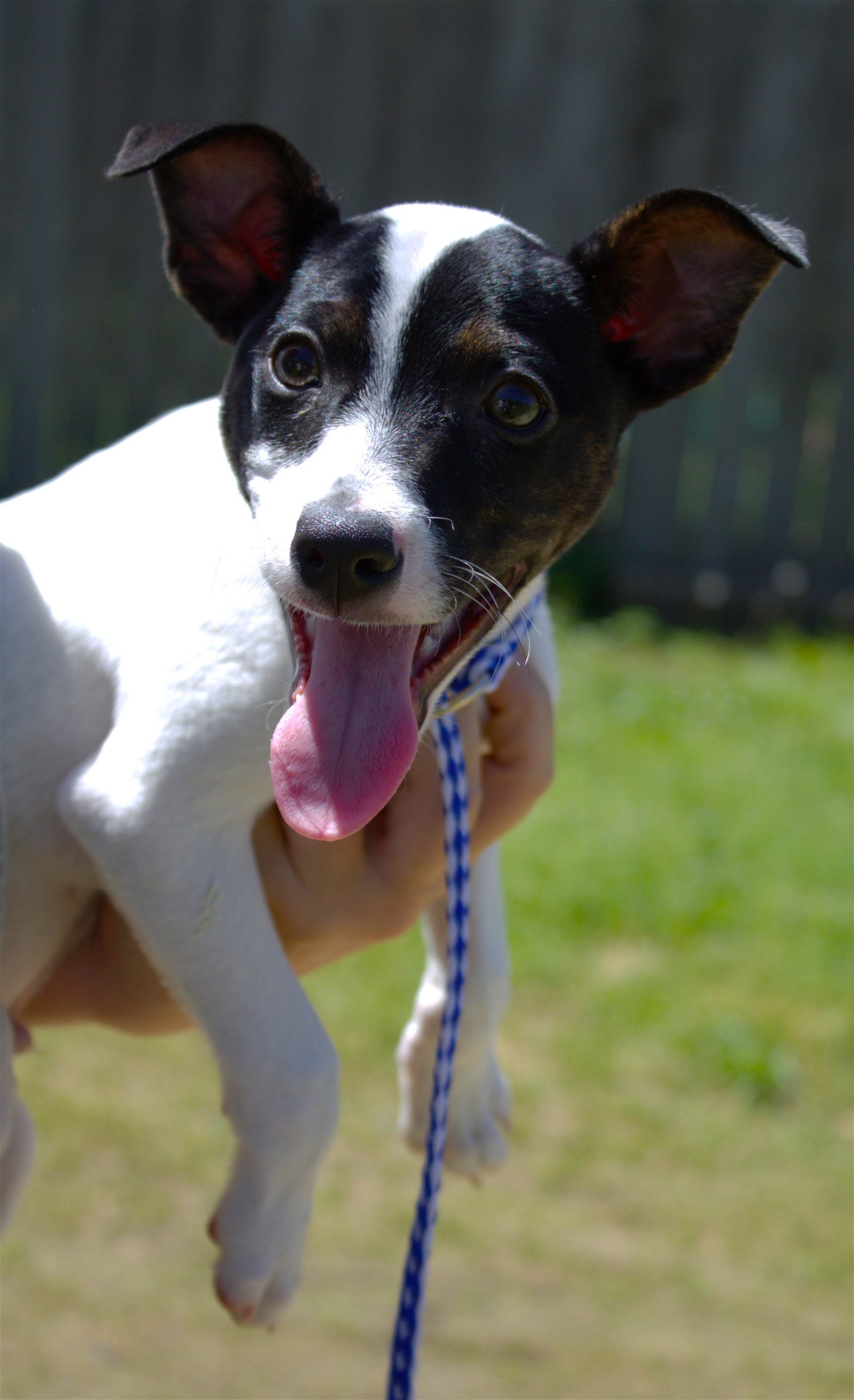 adoptable Dog in Warwick, RI named O'Malley