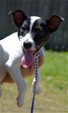 adoptable Dog in warwick, RI named O