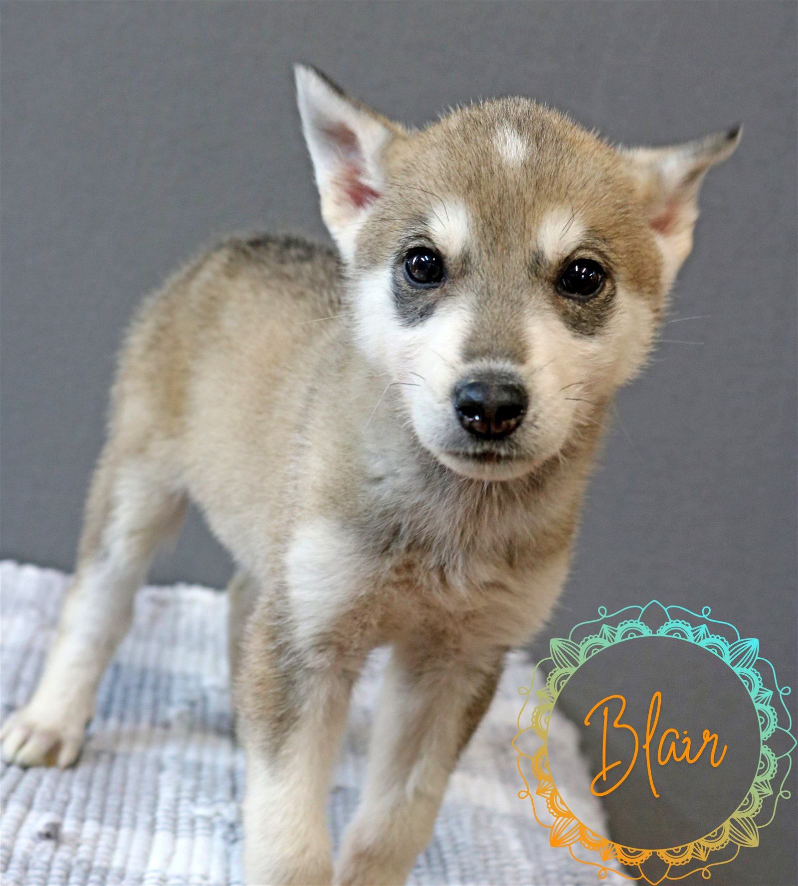adoptable Dog in Warwick, RI named Blair Foyer