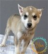 adoptable Dog in , RI named Blair Foyer