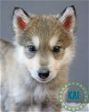 adoptable Dog in  named Kai Foyer