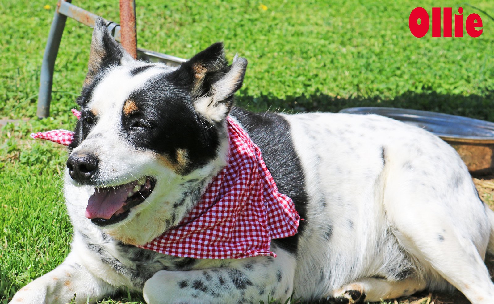 adoptable Dog in Warwick, RI named Ollie *LOCAL*