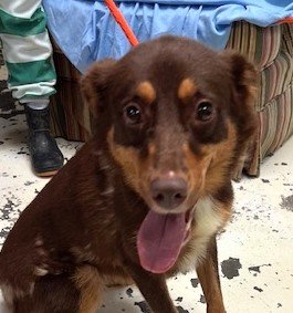 adoptable Dog in Warwick, RI named Bondi