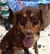 adoptable Dog in warwick, RI named Bondi