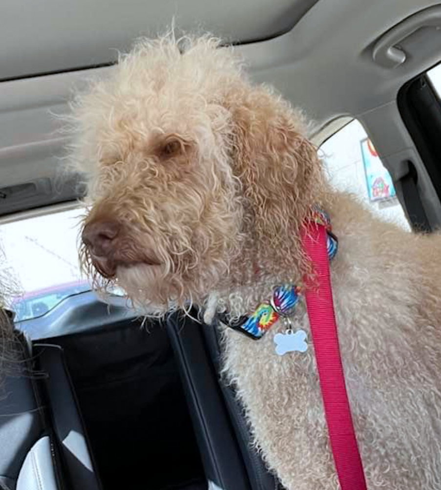 Dog adoption in Warwick, RI 02886 Poodle (unknown type) / Golden