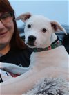 adoptable Dog in warwick, RI named Baby Bellla