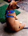 adoptable Dog in warwick, RI named Dasha