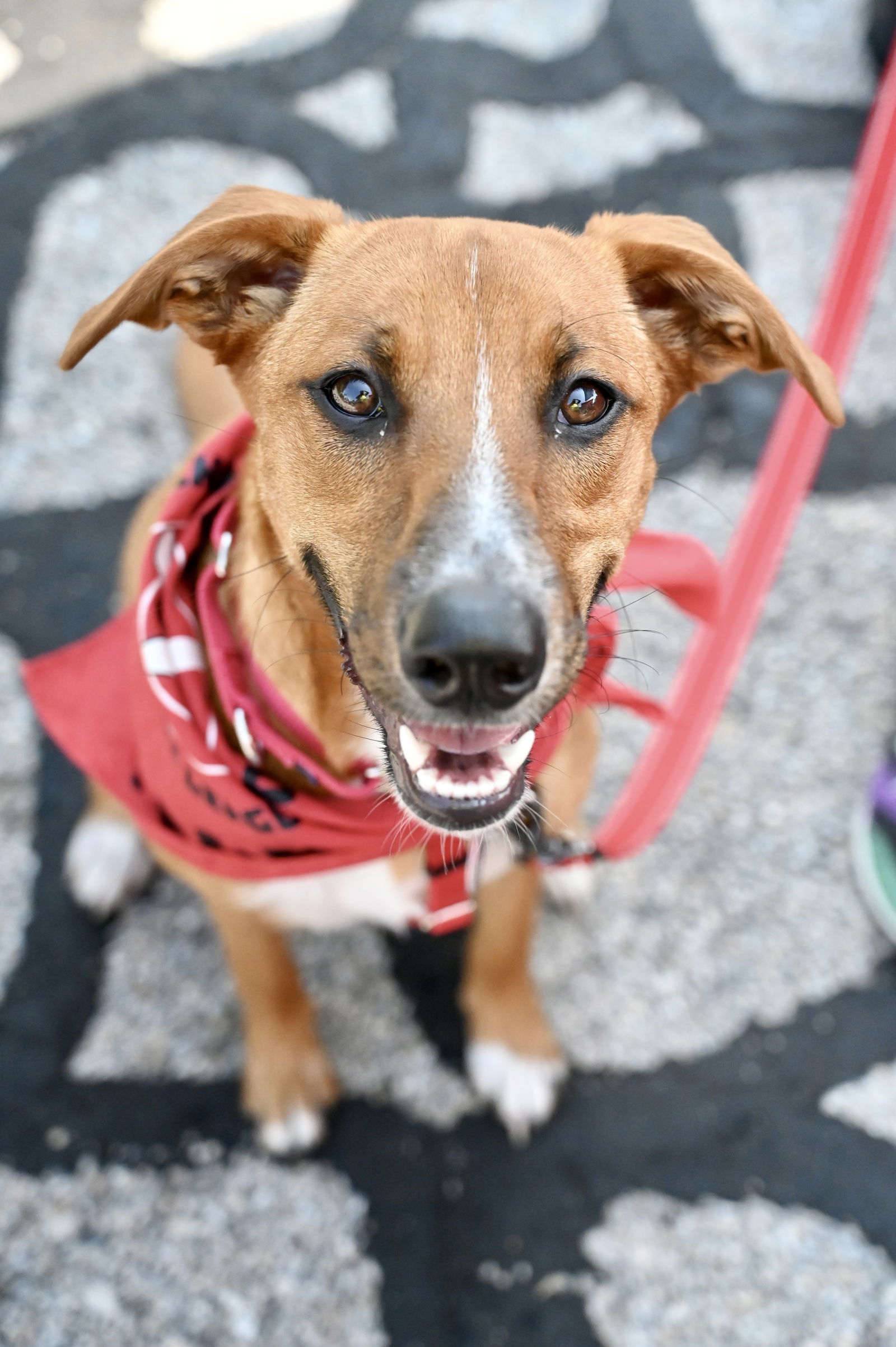 adoptable Dog in Warwick, RI named Dasha *LOCAL*