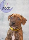 adoptable Dog in , RI named Moon Eclipse *LOCAL* MEET ME!