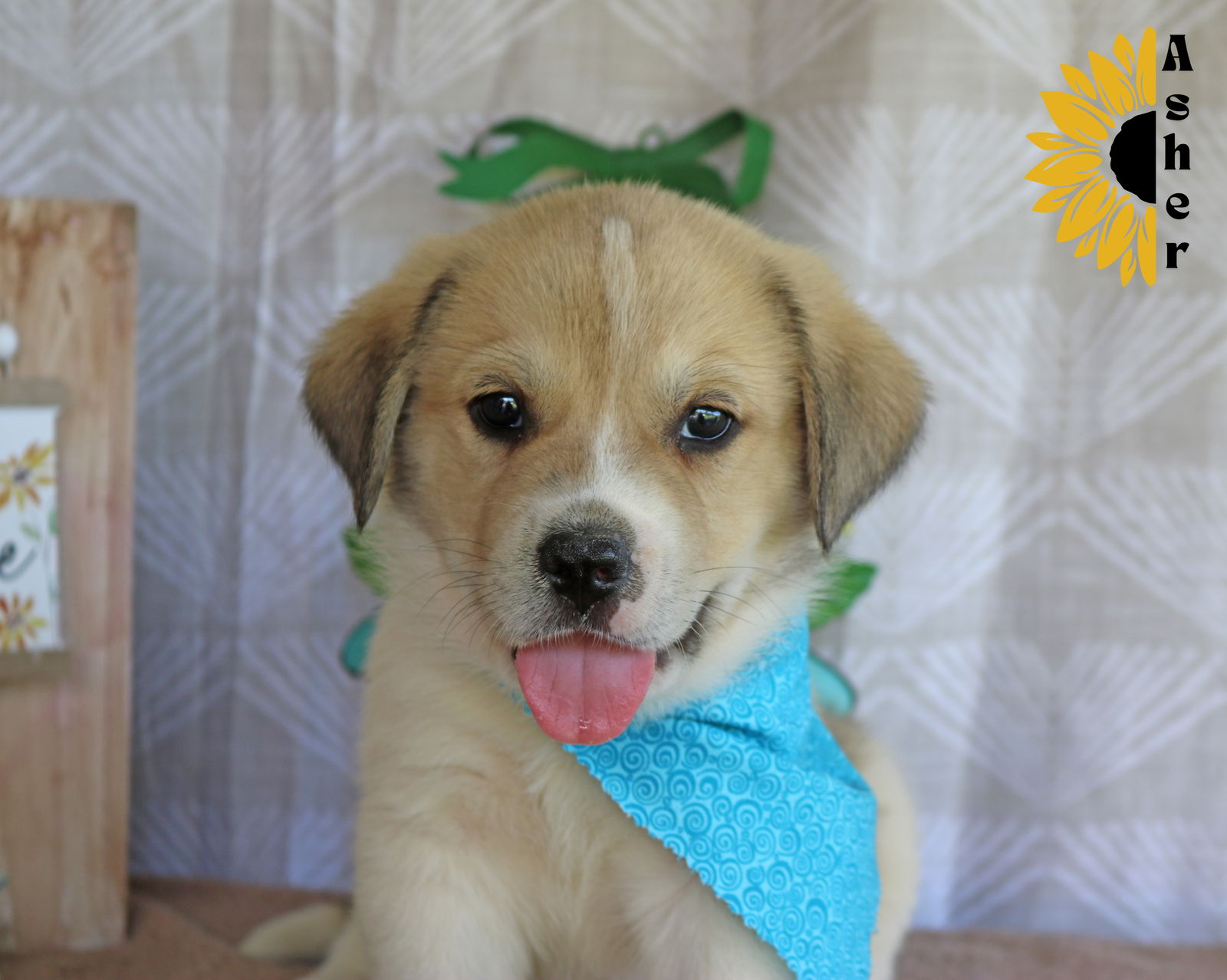 Dog for Adoption - Asher Sunshine, a Golden Retriever in Oak Bluffs, MA ...