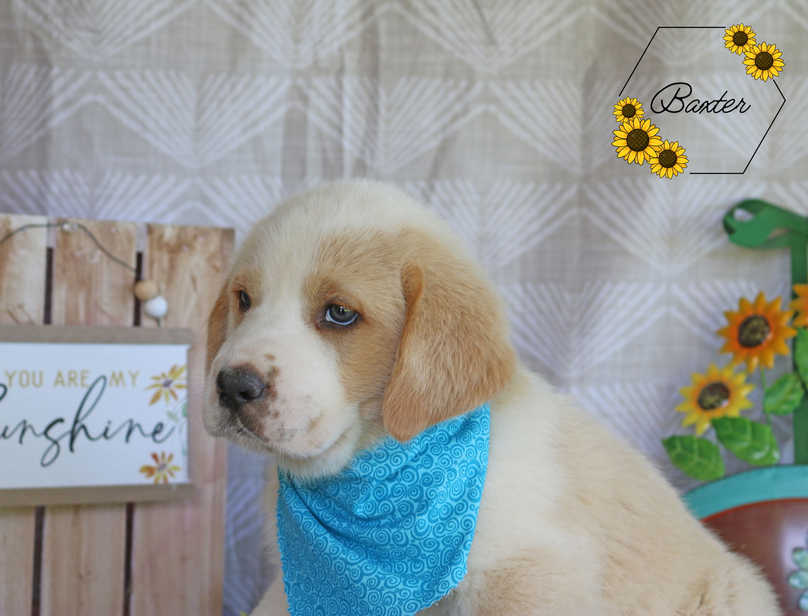 Dog for Adoption - Baxter Sunshine, a Golden Retriever in Oak Bluffs ...