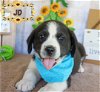 adoptable Dog in , RI named JD Sunshine - MEET ME!