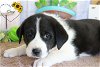 adoptable Dog in , RI named Genny Sunshine - MEET ME!