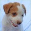 adoptable Dog in , RI named Jasper New Moon - MEET ME!
