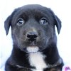 adoptable Dog in , RI named Jake New Moon - MEET ME!