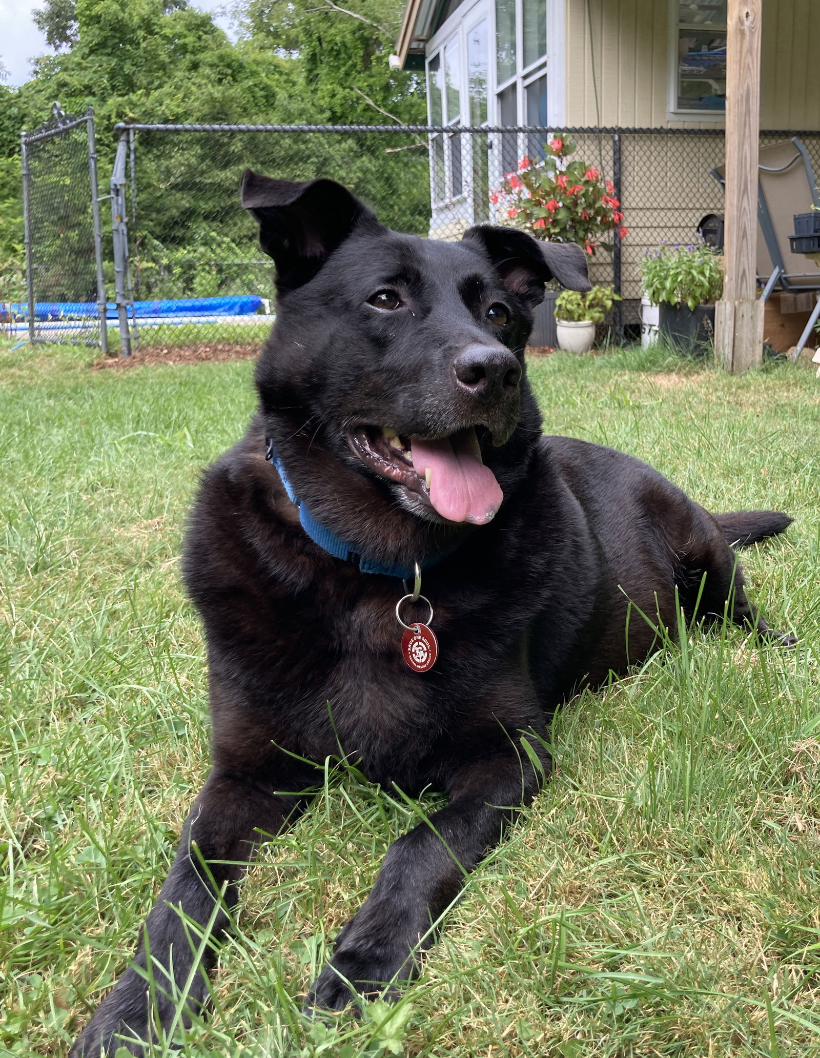 adoptable Dog in Warwick, RI named Donald Duck *LOCAL*