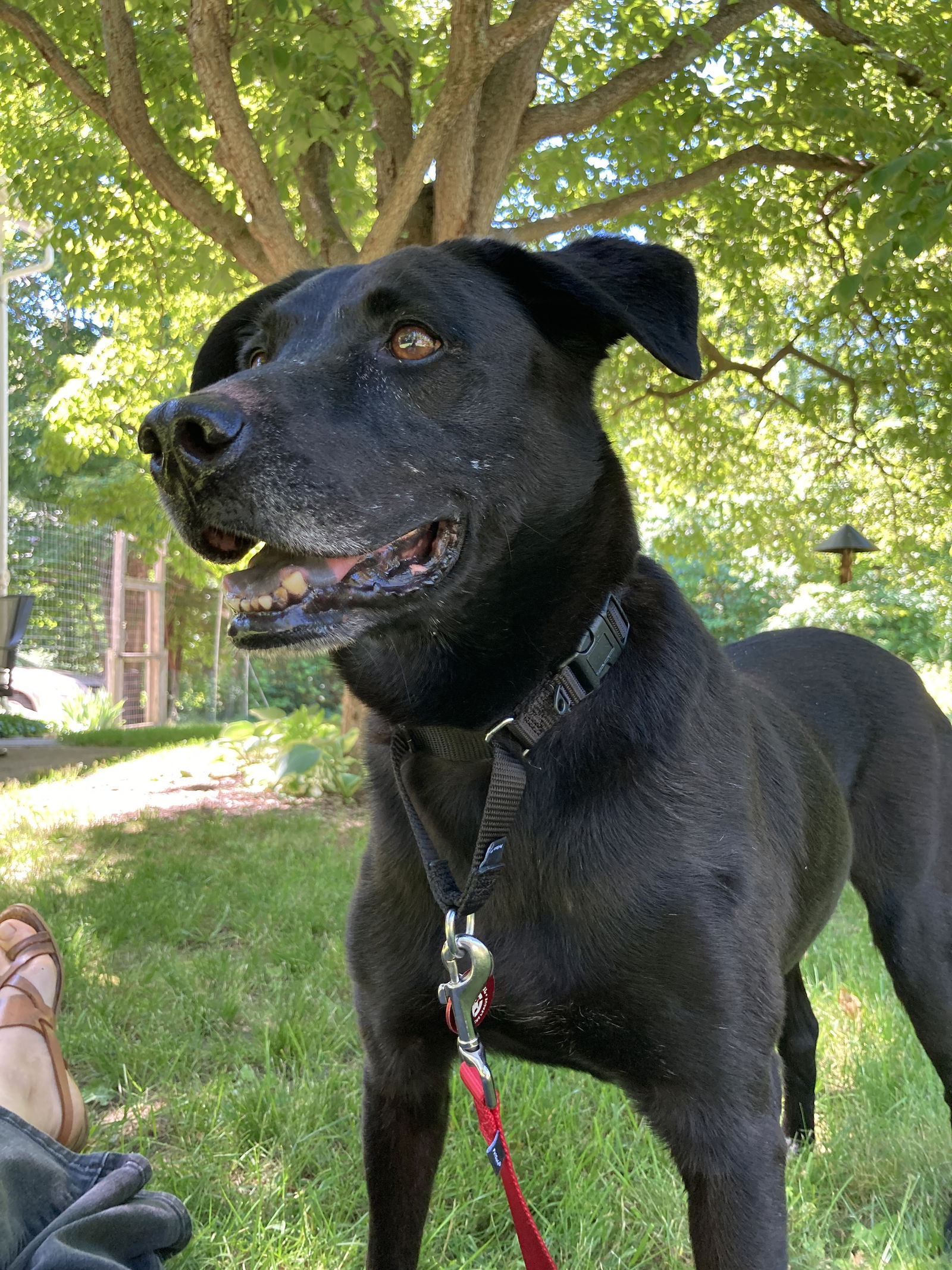 adoptable Dog in Warwick, RI named Emma *LOCAL*