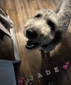 Jade Scribble - MEET ME!