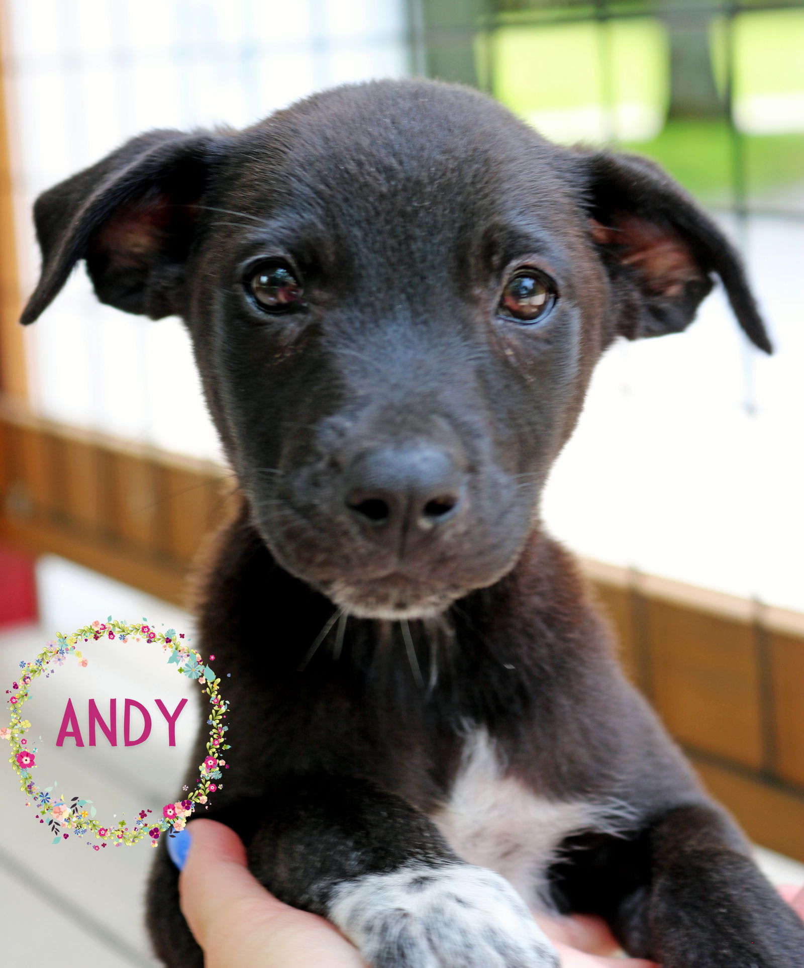 adoptable Dog in Warwick, RI named Andy Delta