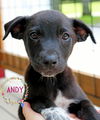 adoptable Dog in , RI named Andy Delta