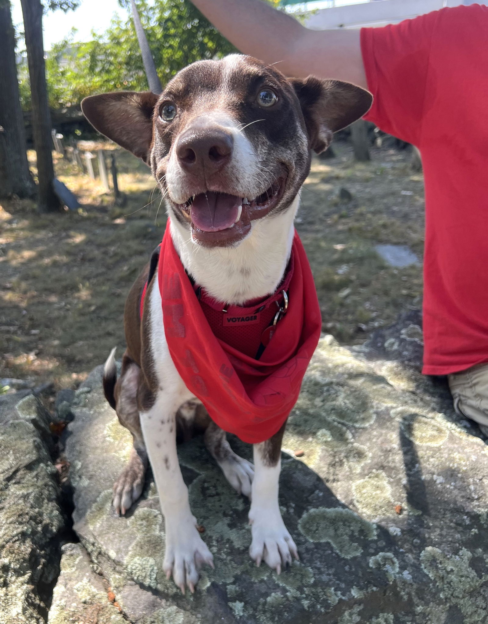 adoptable Dog in Warwick, RI named Jasper *LOCAL*