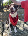 adoptable Dog in , RI named Jasper *LOCAL*