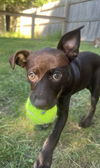 adoptable Dog in  named Zucchini Squash *LOCAL*