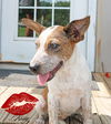 adoptable Dog in , RI named Kissy Magness