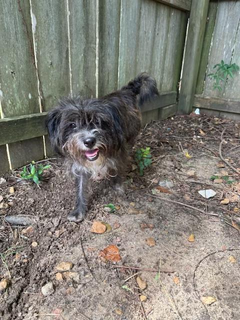 adoptable Dog in Warwick, RI named Cali