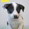 adoptable Dog in  named Dobby Crystal