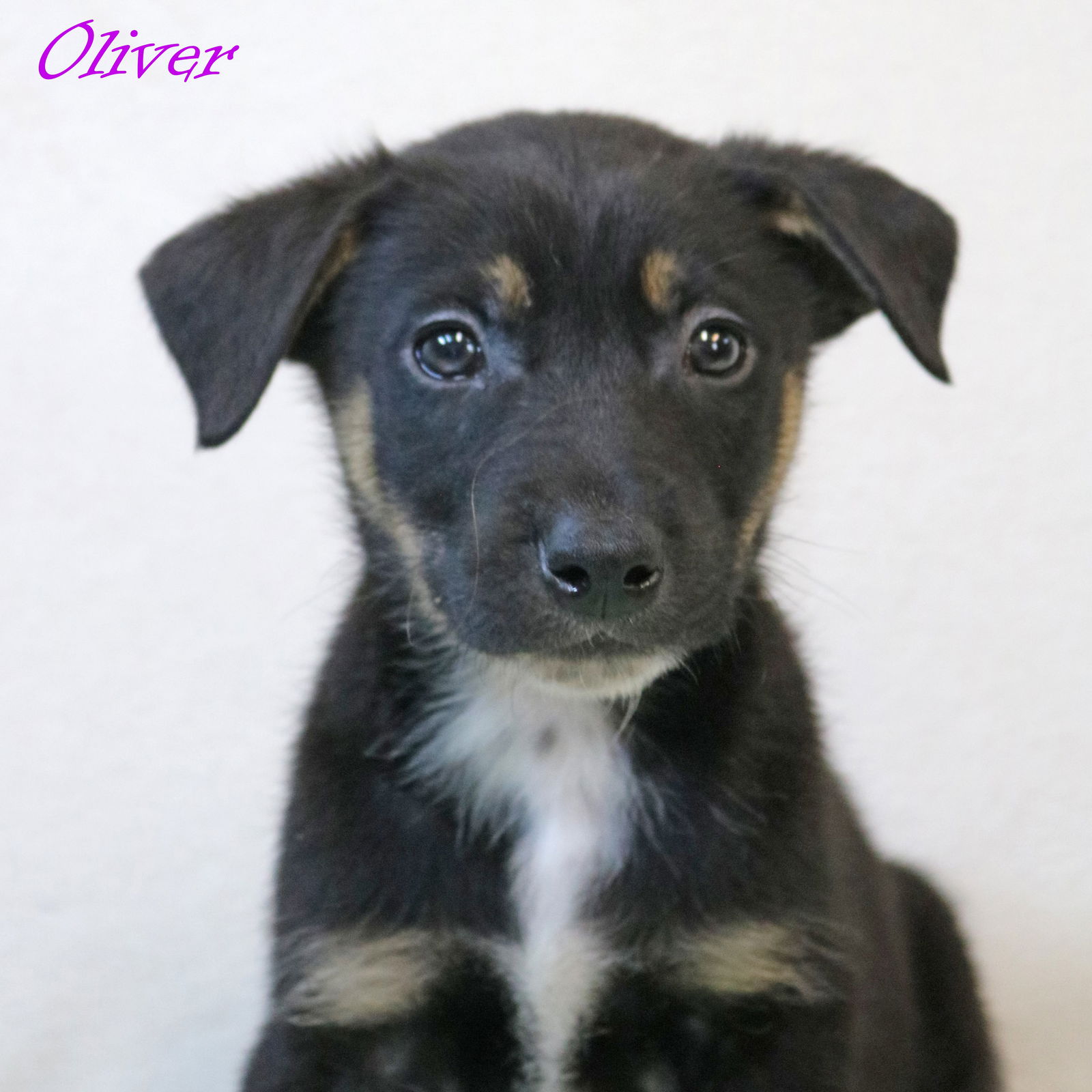 adoptable Dog in Warwick, RI named Oliver Crystal