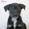 adoptable Dog in  named Oliver Crystal