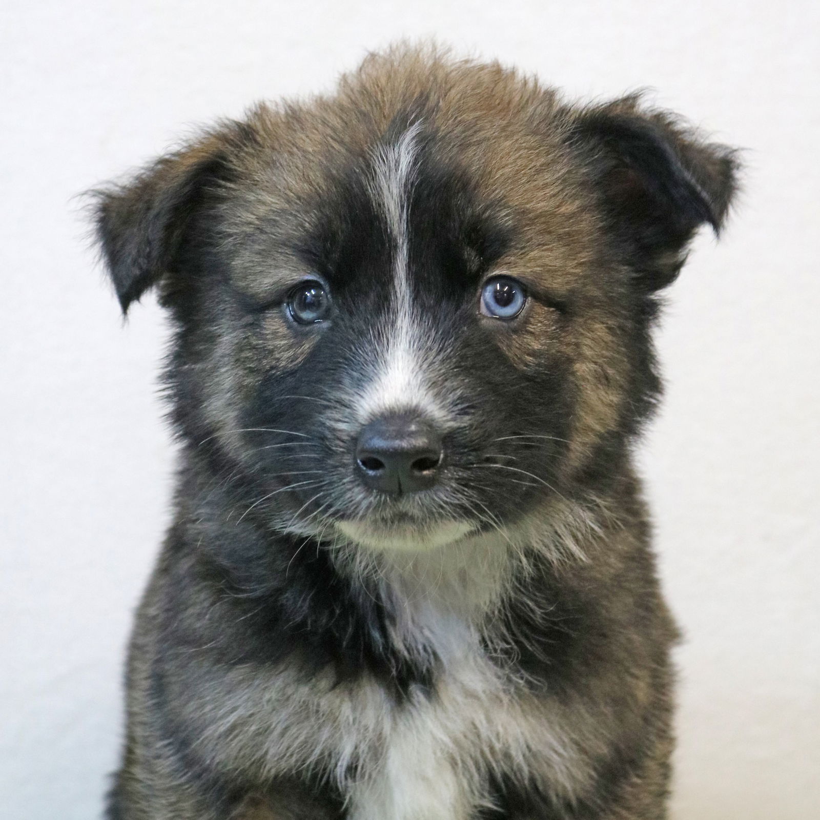 adoptable Dog in Warwick, RI named Brutus Crystal