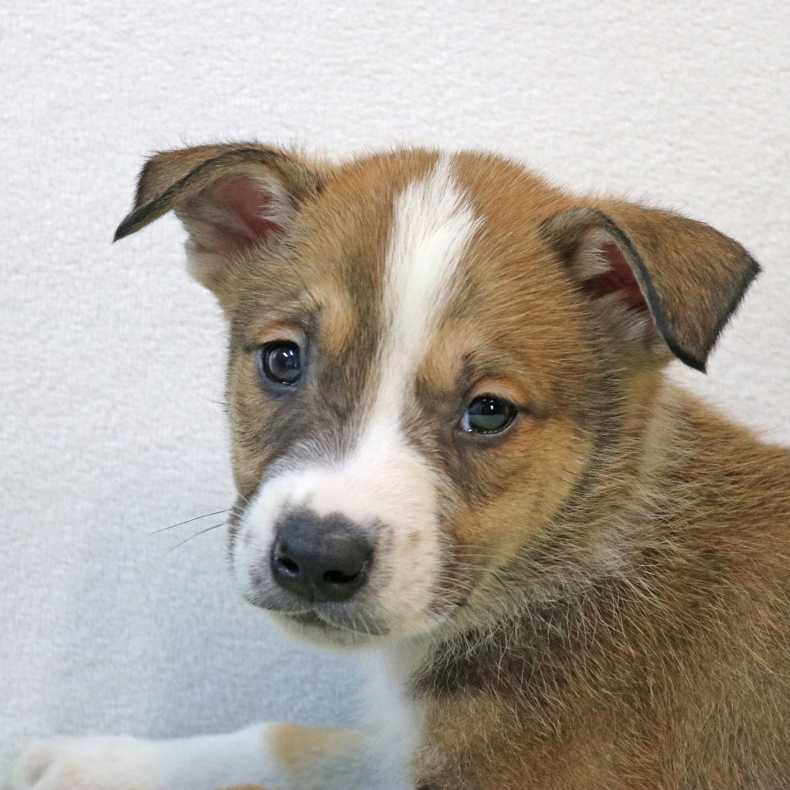 adoptable Dog in Warwick, RI named Pugsley Crystal