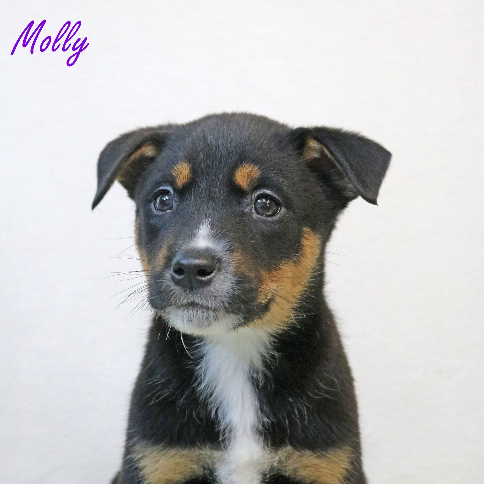 adoptable Dog in Warwick, RI named Molly Crystal