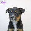 adoptable Dog in  named Molly Crystal