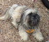 Lacy *LOCAL*