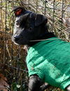 Jaxson Jaguar Wildlife *LOCAL*