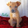 Bailey Baguette - MEET ME!