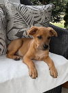 Bailey Baguette - MEET ME!