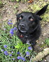 Daisy Warf  *LOCAL*