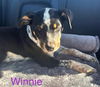 Winnie *LOCAL*