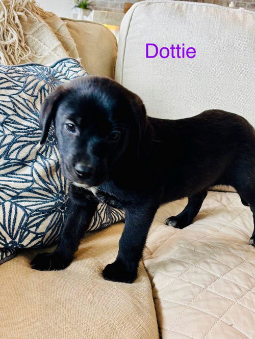 Dottie Mikayla