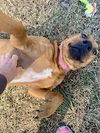 Maggie Bella *LOCAL*