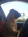 Little Lou